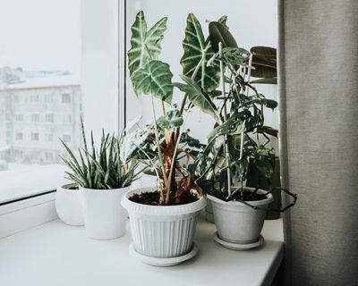 Houseplant hacks: how can I stop my plants dying when I turn on the central heating?
