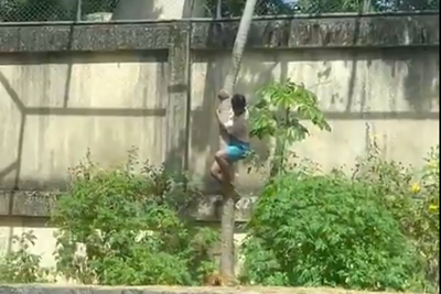 Teenager mauled to death by lion after climbing into zoo enclosure in front of visitors