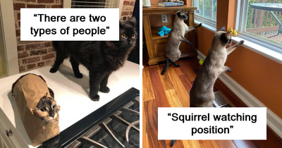 Double The Trouble, Double The Cuteness: 32 Cat Pairs