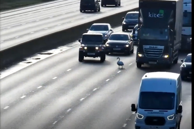 Confused ‘ego-bruised’ swan brings four-lane motorway to standstill