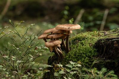 Why Morning Fog Can Boost Garden Fungi