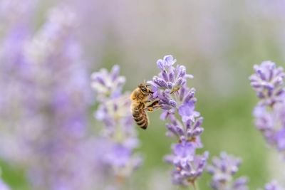 Why Pollinator Habitat Shouldn’t Be Cut Back Yet