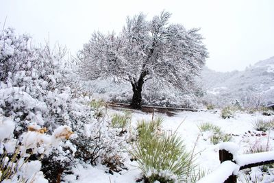 Why You Should Build Trellises and Pergolas During Winter Downtime