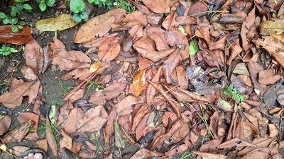 Leaf Mold Gold: Turning Yard Waste into Next Year’s Best Soil
