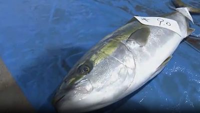 Japan: Record-price yellowtail sells for over 22,000 euros at Ishikawa’s first winter auction