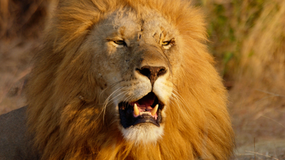 19yo jumps into lioness’ enclosure to live dream of taming lions. His life uptil this point makes the news heartbreakingly tragic