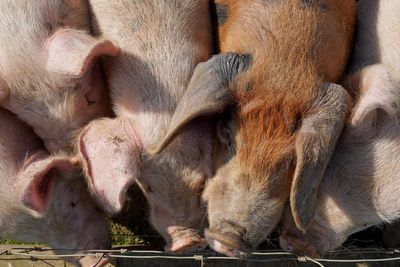 Contaminated sausage sandwich blamed for swine fever outbreak in Spain