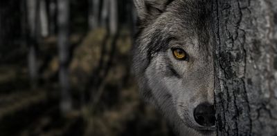 How Hollywood horror’s ‘killer wolf’ trope is sabotaging rewilding efforts
