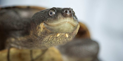 The tiny clue that reveals if an animal has been illegally smuggled