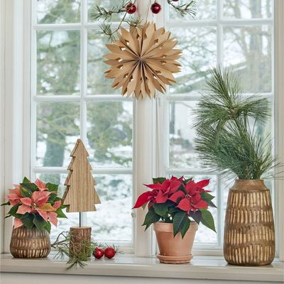 Poinsettias may be a Christmas classic, but these expert-approved festive houseplants are the real stars of the season