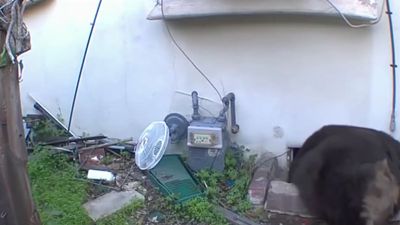 ‘This thing is digging into my house’: California man dealing with terrifying houseguest that won’t leave