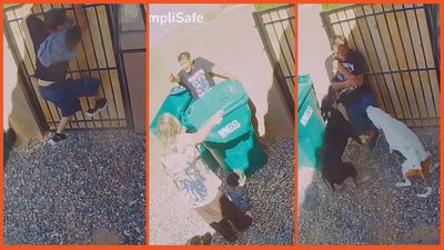 Random man sneaks into woman’s backyard but wasn’t expecting protective dogs to be waiting for him