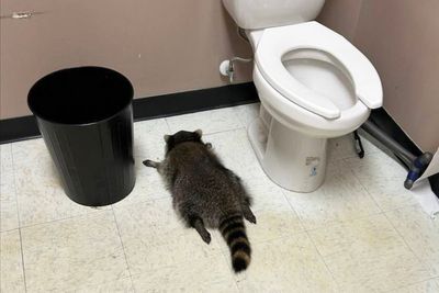 Drunk raccoon found passed out in liquor store after boozy escapade