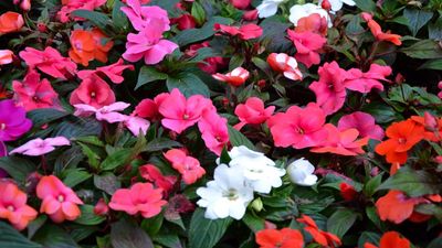 Yes, You Can Overwinter Impatiens – And These Two Methods Make It Surprisingly Simple