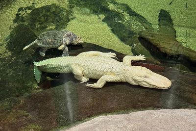 ‘Iconic swamp king’: San Francisco’s beloved albino alligator dies aged 30