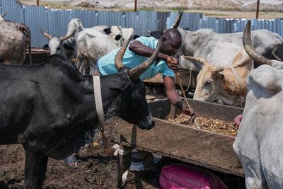 Deadly conflict in the Sahel sends herders fleeing to Africa's coastal cities
