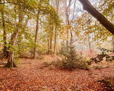 Country diary: A broken leg and singing crossbills – am I having a strange dream?