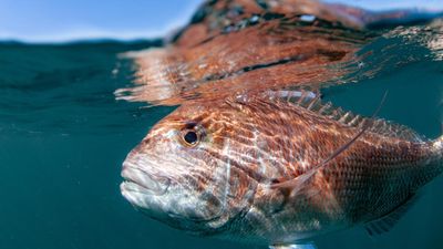 Fisheries shut for good to save snapper from oblivion