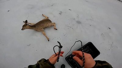 Hundreds of roe deer rescued from Siberian frozen lakes