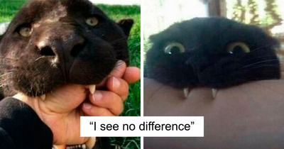 65 Memes For Anyone Who Can Never Get Enough Of Cute And Chaotic Cat Content