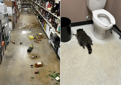 Drunk raccoon goes on the rampage in liquor store before passing out in bathroom