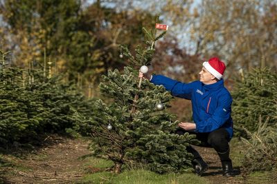 Major UK supermarket to give away ‘wonky’ Christmas trees for one day only