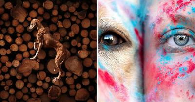 40 Of The Best Dog Photos In The World, As Chosen By The International Pet Photography Awards