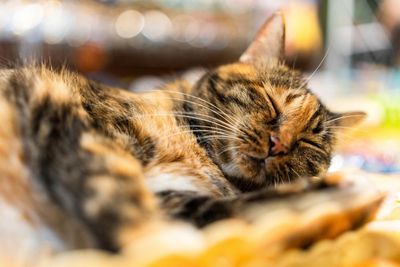 NIH funds new cat experiments despite pledge to phase them out, watchdog reports