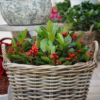 5 of the best Christmas plants for a front porch – give guests a festive welcome with these flowering and evergreen options