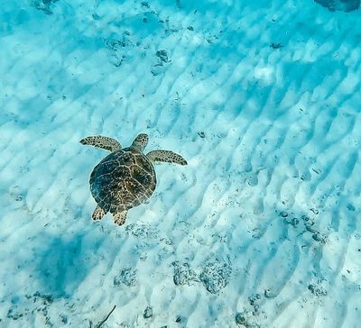 Why Barbados is a nature lover’s dream – the wildlife and adventure most tourists don’t know about