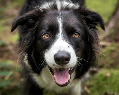 Having a dog can boost teenagers’ mental health, say scientists
