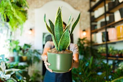 Why Your Houseplants Need a “Vacation” from Fertilizer Right Now