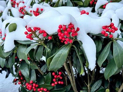 9 Winter Plants That Actually Thrive in Freezing Temperatures