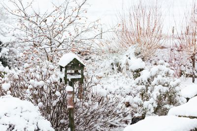 Why Your Garden Needs Winter Interest Even When Nothing’s Blooming