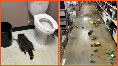 Raccoon breaks into a Virginia store, decides making ‘poor life choices’ is the only way in life