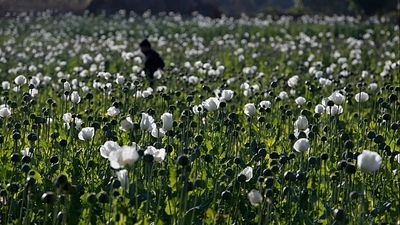 Opium poppy cultivation in Myanmar hits highest level in a decade, UN report says