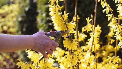 Don’t Risk the Health of Your Plants This Winter – 7 Trees and Shrubs to Never Prune in December