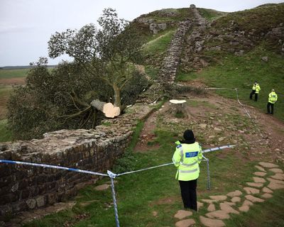 The Sycamore Gap Mystery review – so bad it should be charged for criminal damage to your intellect