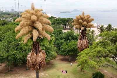 Rare palm trees flower for first time in decades before dying
