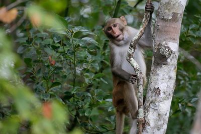 Lab monkey who was once on the run after highway crash finds new home