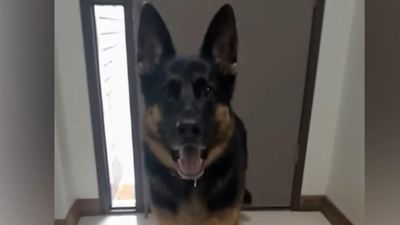 More charges for pet owner after dog found dead in car