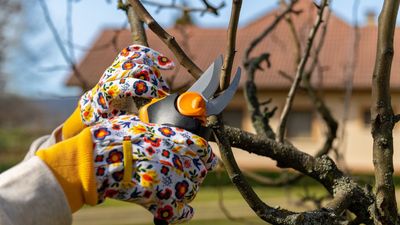 Experts say gardeners should check one thing before pruning in December to avoid 'increased risk of disease'