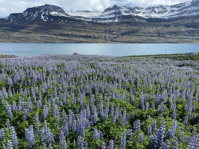 How an invasion of purple flowers made Iceland an Instagram paradise – and caused a biodiversity crisis