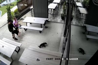 A seal galumphs into a bar. The bartender says 'Grab the salmon!'