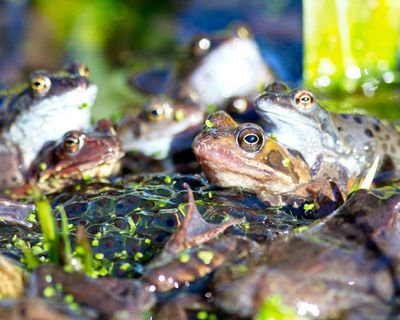 Garden ponds provide vital habitats – and a revival is under way in Britain