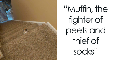 50 Tiny Cats In Big Rooms Looking Way Too Precious For This World