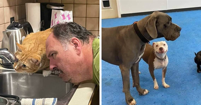 39 Hilarious “Important Animal Images,” As Shared By This Page Dedicated To All Sizes And Species (New Pics)