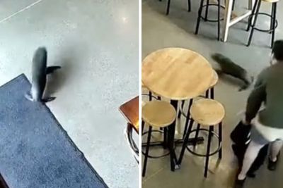 Adorable moment baby seal gatecrashes New Zealand bar