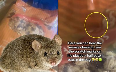 Moment horrified London family watch sealed Sainsbury's granola bag moving 'due to mouse inside'