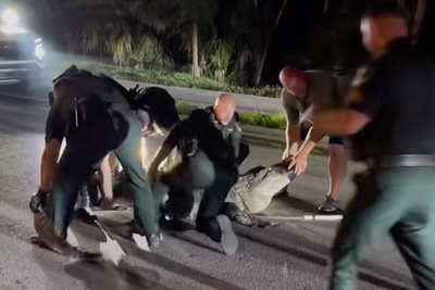 How many Florida deputies does it take to wrangle a massive 14ft alligator?